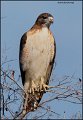 _1SB8185 red-tailed hawk